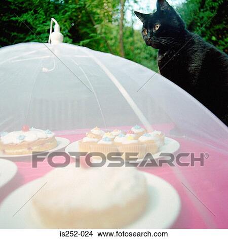 Cakes under fly net View Large Photo Image Picture - Cakes under fly net . Fotosearch