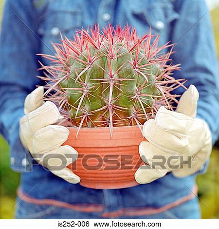 Stock Photograph - Round cactus. Fotosearch
