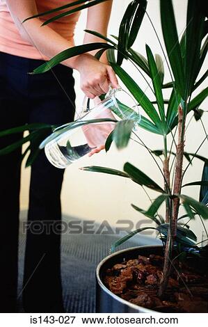Woman watering indoor plant View Large Photo Image Stock Photo - Woman watering indoor plant. Fotosearch