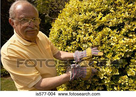 Older man pruning hedge View Large Photo Image Picture - Older man pruning hedge. Fotosearch