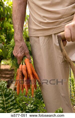 Older man vegetable gardening View Large Photo Image Stock Image - Older man vegetable gardening. Fotosearch