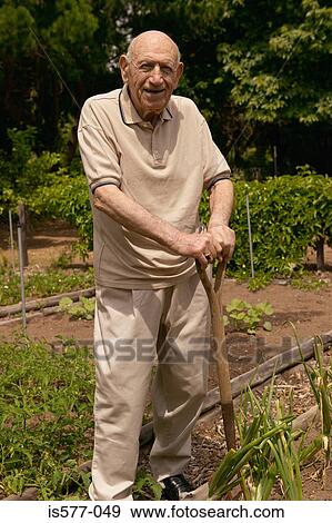 Older man vegetable gardening View Large Photo Image Stock Photo - Older man vegetable gardening. Fotosearch