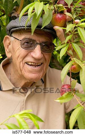 Stock Photo - Older man with apple tree. Fotosearch