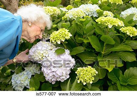 Older woman in the garden View Large Photo Image Stock Photo - Older woman in the garden. Fotosearch