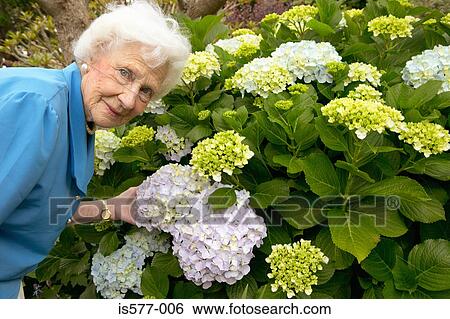 Older woman in the garden View Large Photo Image Stock Photograph - Older woman in the garden. Fotosearch