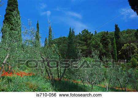 Forest and landscape View Large Photo Image Stock Photograph - Forest and landscape. Fotosearch