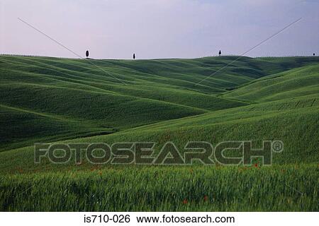 Grassy hill and horizon View Large Photo Image Stock Photograph - Grassy hill and horizon. Fotosearch