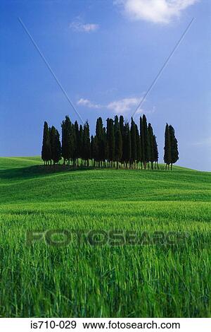 Row of trees in field View Large Photo Image Stock Photo - Row of trees in field. Fotosearch