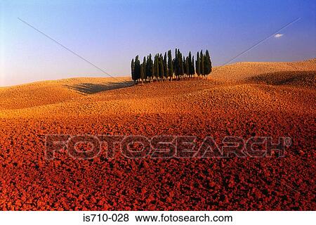 Stock Photo - Row of trees on orange landscape. Fotosearch