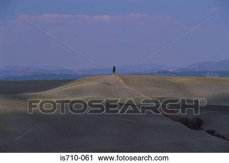 Single tree in field View Large Photo Image Stock Image - Single tree in field. Fotosearch