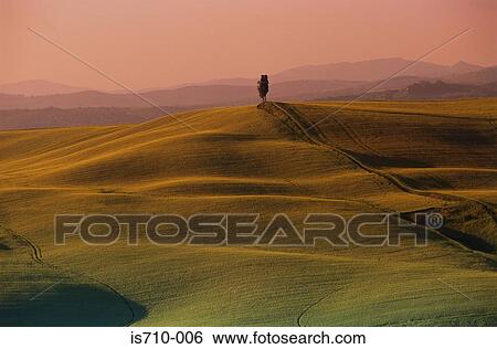 Single tree in field View Large Photo Image Stock Photograph - Single tree in field. Fotosearch