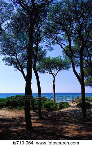 Picture - Trees on coastline. Fotosearch