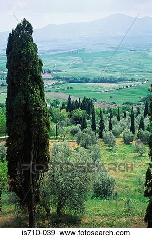 Trees on landscape View Large Photo Image Stock Photo - Trees on landscape. Fotosearch
