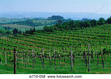 Vineyard View Large Photo Image Stock Photo - Vineyard. Fotosearch