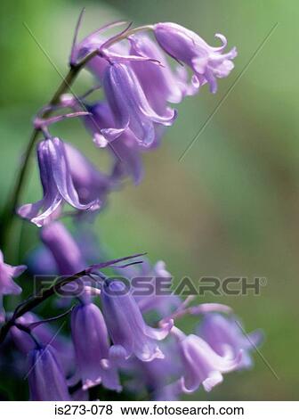 Bluebells View Large Photo Image Stock Photo - Bluebells. Fotosearch