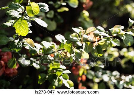 Chaenomeles View Large Photo Image Stock Photo - Chaenomeles. Fotosearch