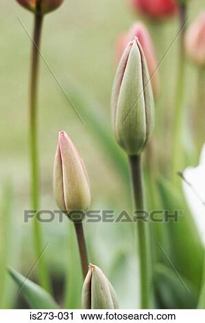 Stock Image - Closed tulips. Fotosearch
