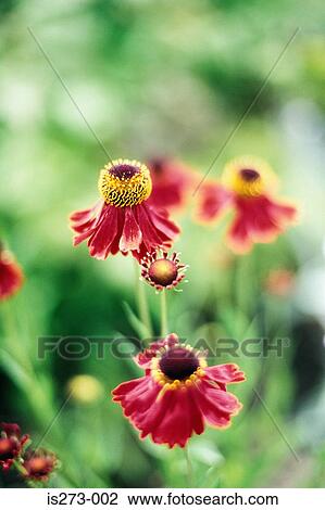 Cornflower View Large Photo Image Stock Image - Cornflower. Fotosearch