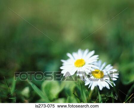 Daisies on grass View Large Photo Image Stock Photography - Daisies on grass. Fotosearch