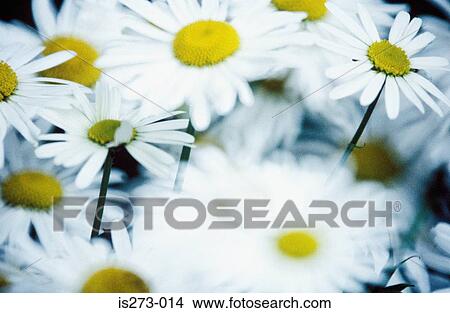 Picture - Daisies. Fotosearch