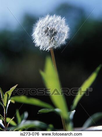 Stock Photograph - Dandelion. Fotosearch
