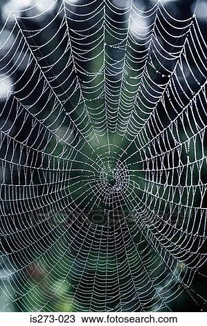 Stock Image - Empty cobweb. Fotosearch