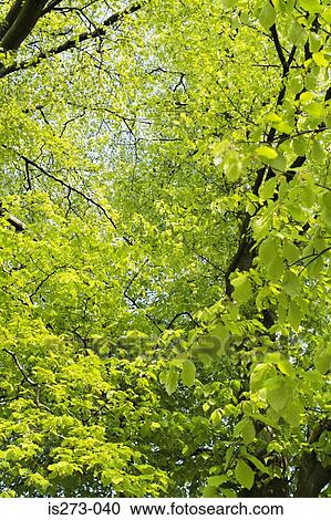 Forest in spring View Large Photo Image Stock Image - Forest in spring. Fotosearch