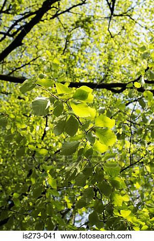 Forest in spring View Large Photo Image Stock Image - Forest in spring. Fotosearch
