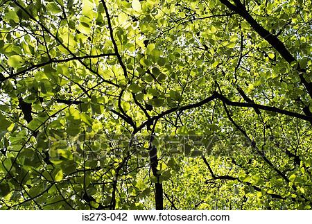 Forest in spring View Large Photo Image Stock Image - Forest in spring. Fotosearch