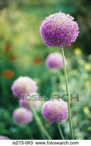 Garlic Plant Stock Image Is273 063 Fotosearch