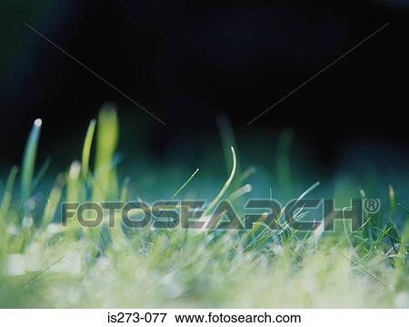 Grassy field View Large Photo Image Stock Photo - Grassy field. Fotosearch
