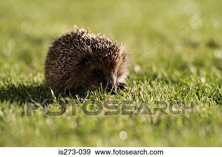 Hedgehog in a field View Large Photo Image Stock Photo - Hedgehog in a field. Fotosearch