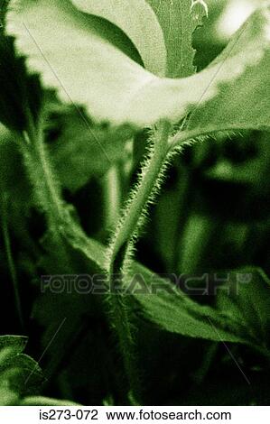 Stock Image - Leaf and stem. Fotosearch
