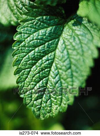 Picture - Lemon balm. Fotosearch
