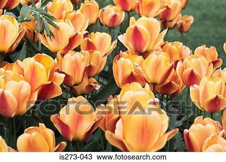 Orange tulips View Large Photo Image Stock Image - Orange tulips. Fotosearch