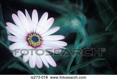 Osteospermum View Large Photo Image Stock Photo - Osteospermum. Fotosearch