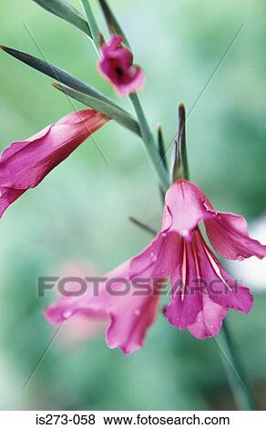 Pink gladiolus View Large Photo Image Stock Photo - Pink gladiolus. Fotosearch