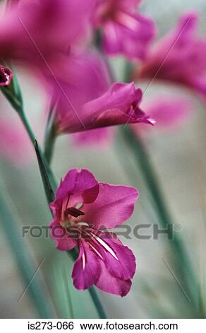 Stock Photograph - Pink gladiolus. Fotosearch
