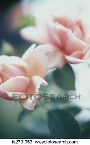 Pink roses View Large Photo Image Stock Image - Pink roses. Fotosearch