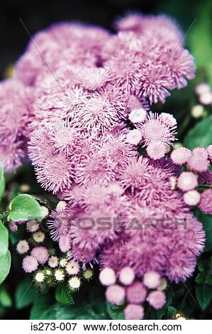 Stock Photo - Purple ageratum. Fotosearch