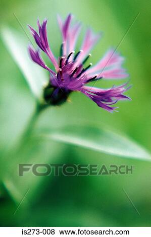 Purple cornflower View Large Photo Image Stock Photo - Purple cornflower. Fotosearch