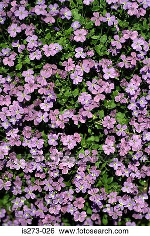 Purple flowers on hedge View Large Photo Image Stock Photograph - Purple flowers on hedge. Fotosearch