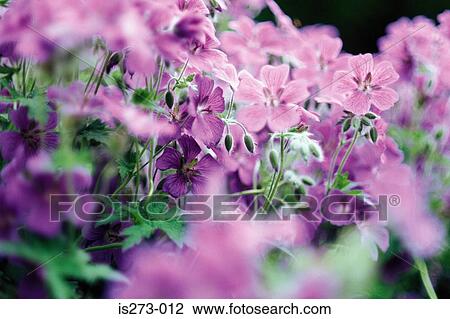 Purple geraniums View Large Photo Image Stock Image - Purple geraniums. Fotosearch