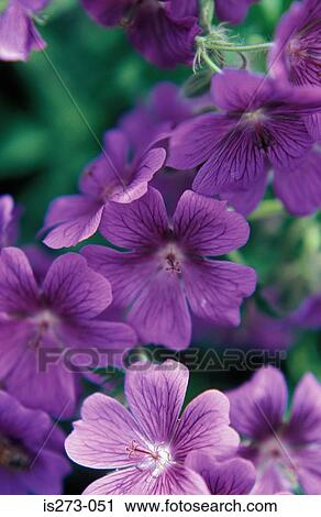 Purple geraniums View Large Photo Image Stock Image - Purple geraniums. Fotosearch