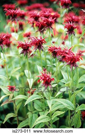 Red bergamot View Large Photo Image Stock Image - Red bergamot. Fotosearch
