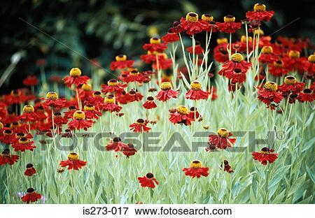 Red cornflowers in meadow View Large Photo Image Stock Photo - Red cornflowers in meadow. Fotosearch