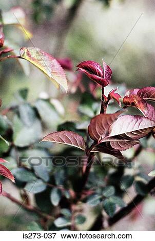 Stock Photo - Red leaves on plant. Fotosearch