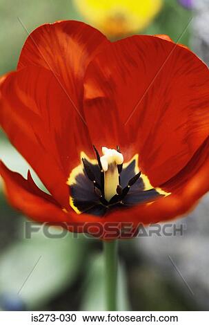 Red tulips View Large Photo Image Stock Image - Red tulips. Fotosearch