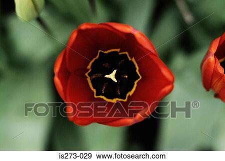 Red tulips View Large Photo Image Stock Photo - Red tulips. Fotosearch