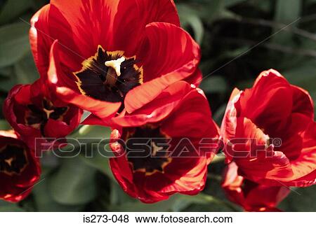 Red tulips View Large Photo Image Stock Photo - Red tulips. Fotosearch